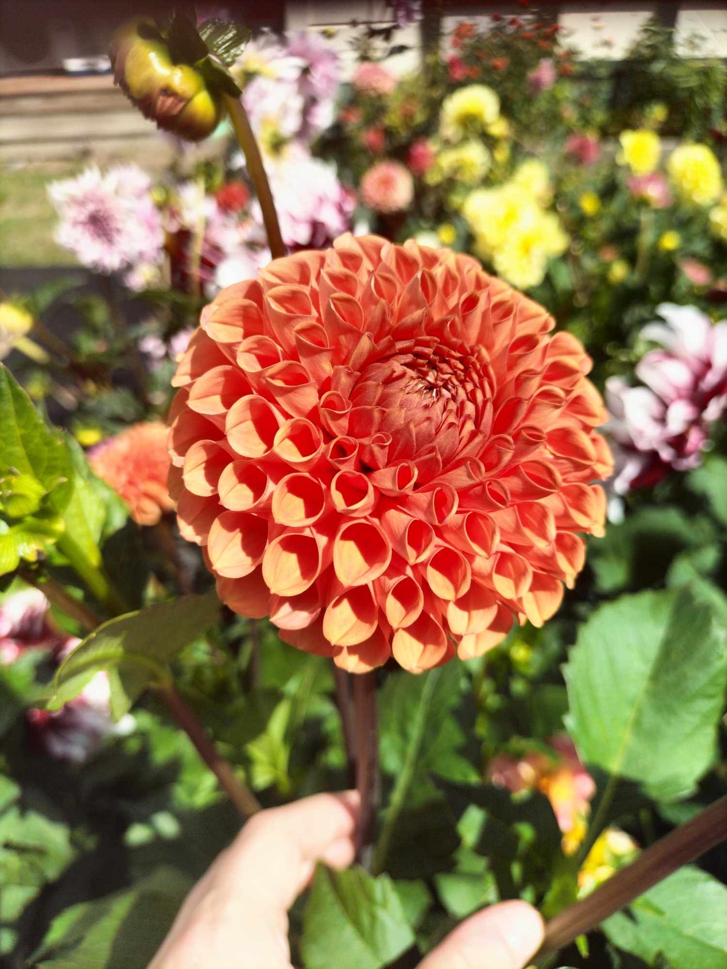 Dahlia package - Oranges
