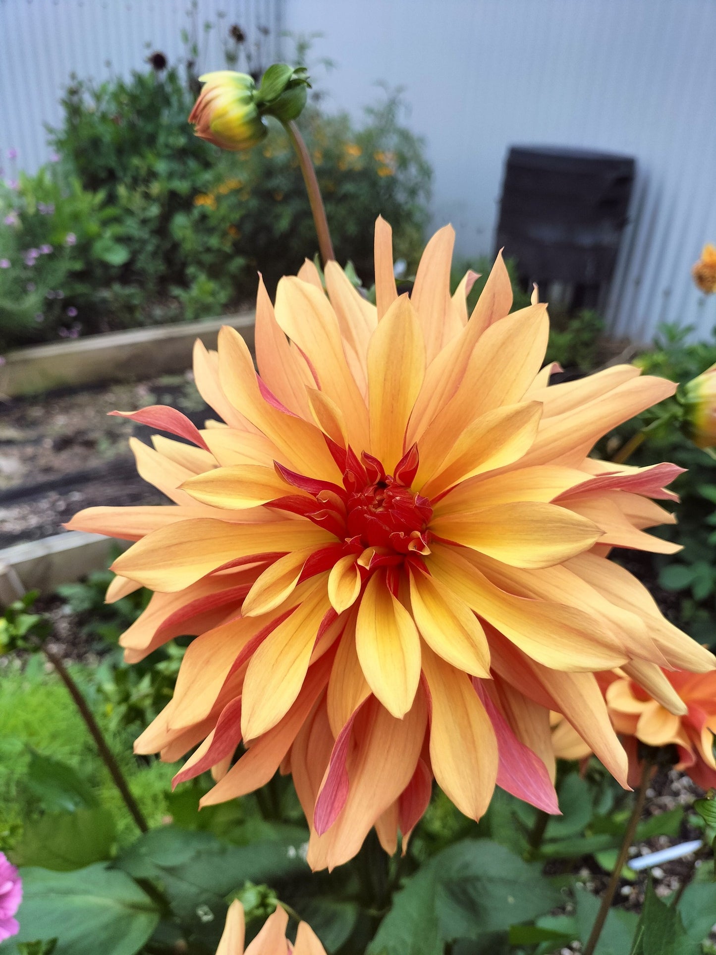 Dahlia package - Oranges