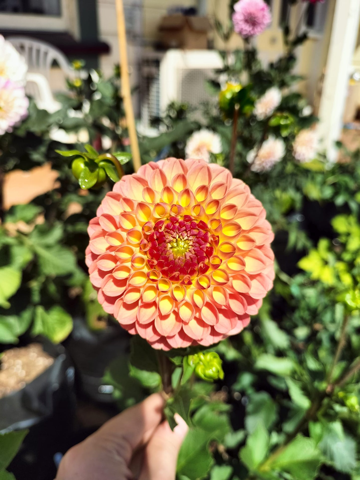 Dahlia package - Oranges