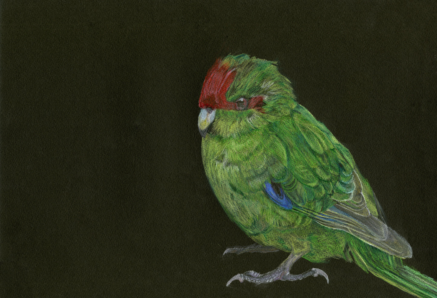 Greetings Cards NZ Native birds - individual