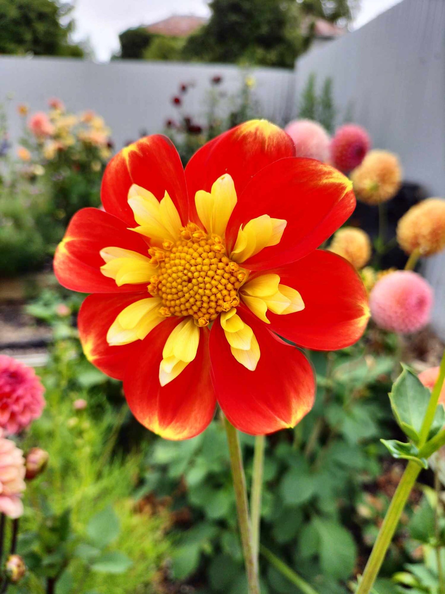 Dahlia package - Oranges