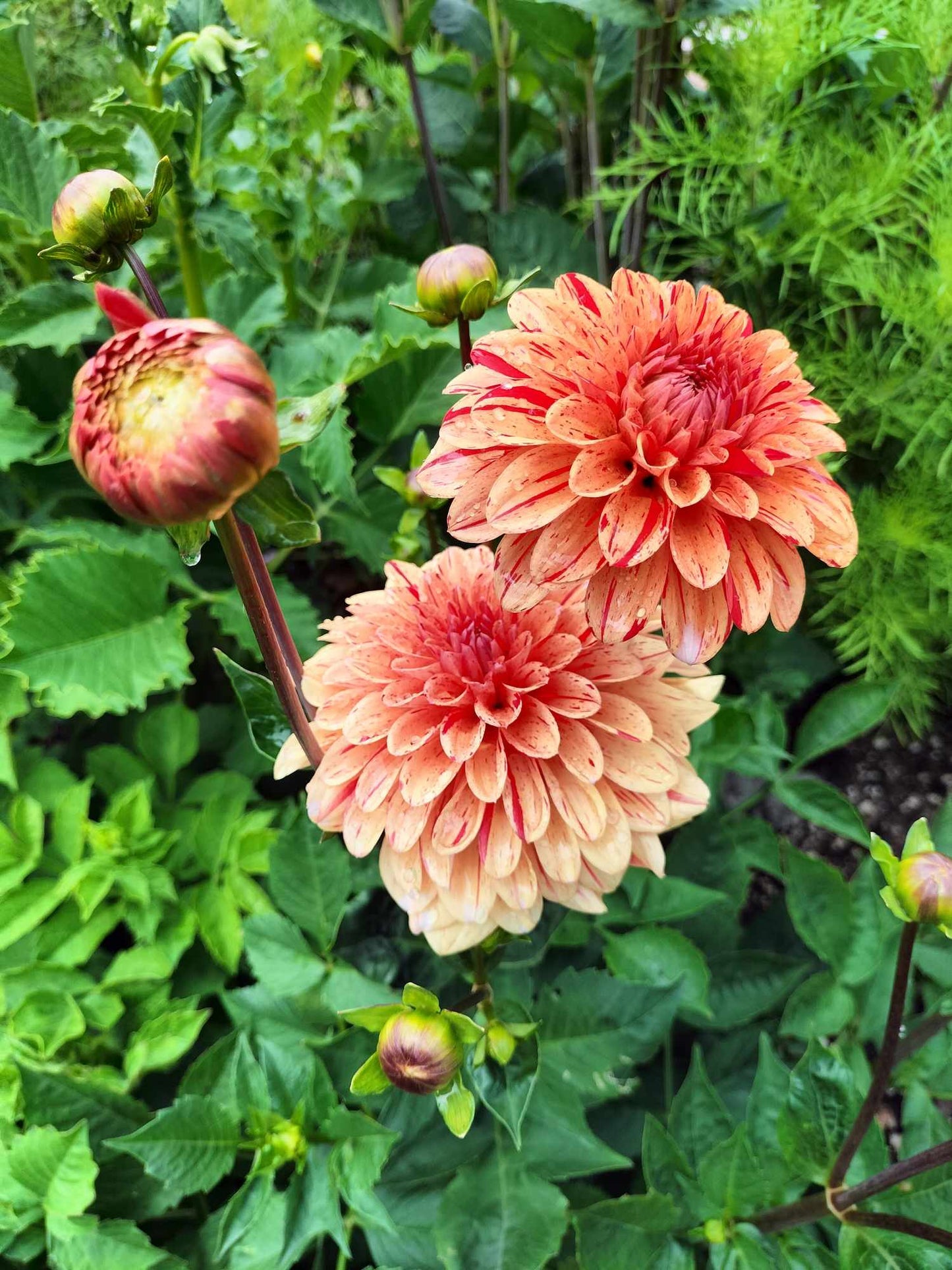 Dahlia package - Oranges
