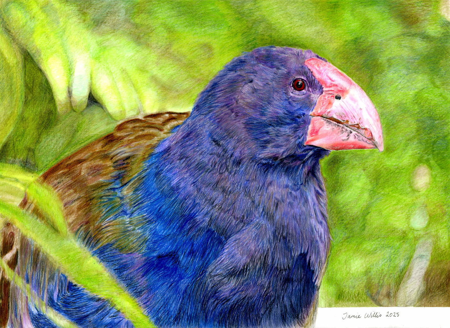 NZ Native Bird - Takahē