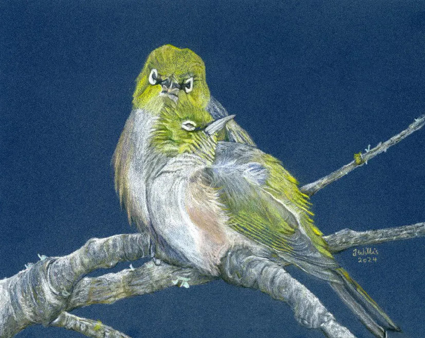 NZ Native Bird - Silvereyes/Tauhou