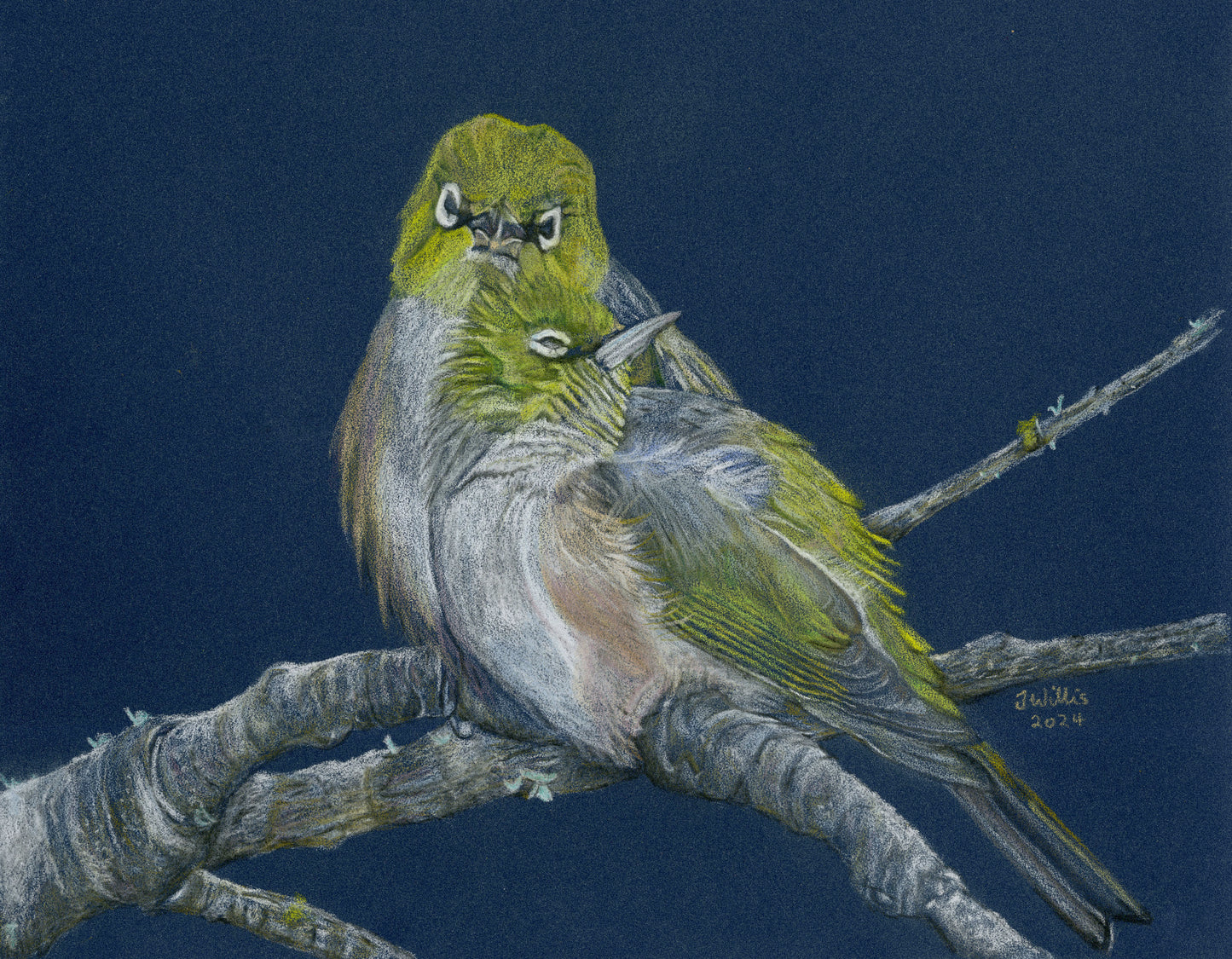 Greetings Cards NZ Native birds - individual