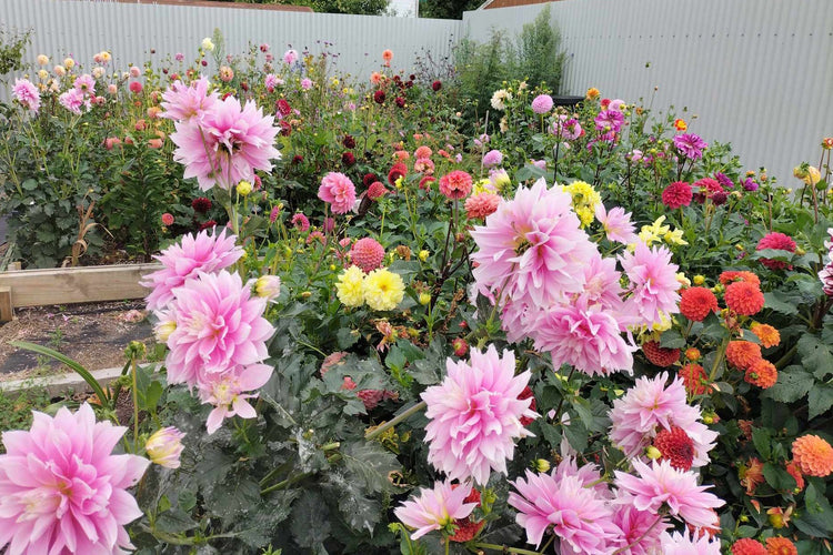 Dahlias Tubers