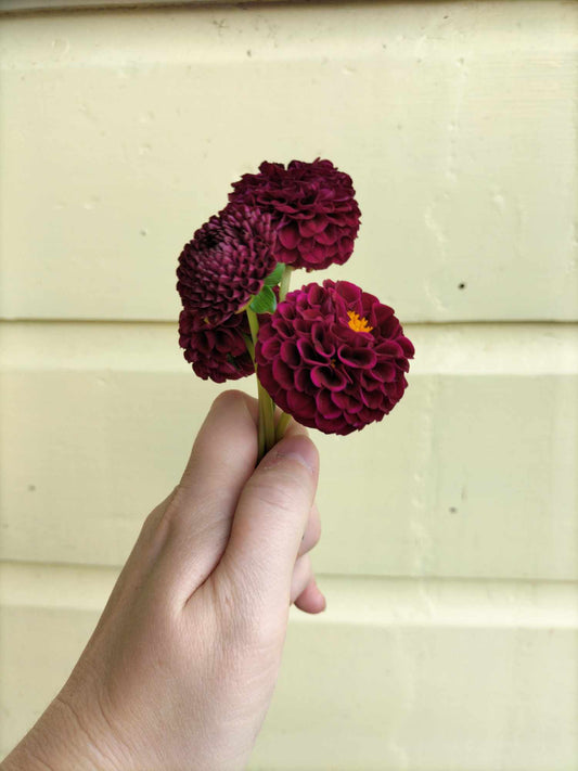 Rococo