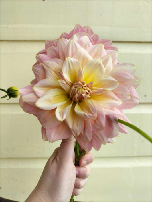 Pink Magic