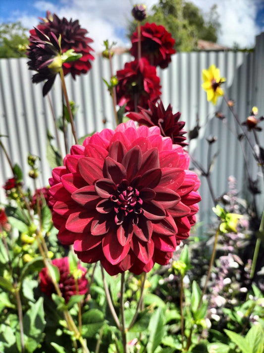 Dahlia package - Reds