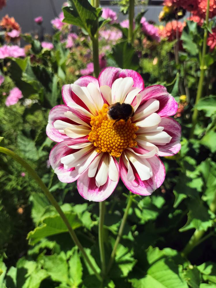 Bumble Rumble