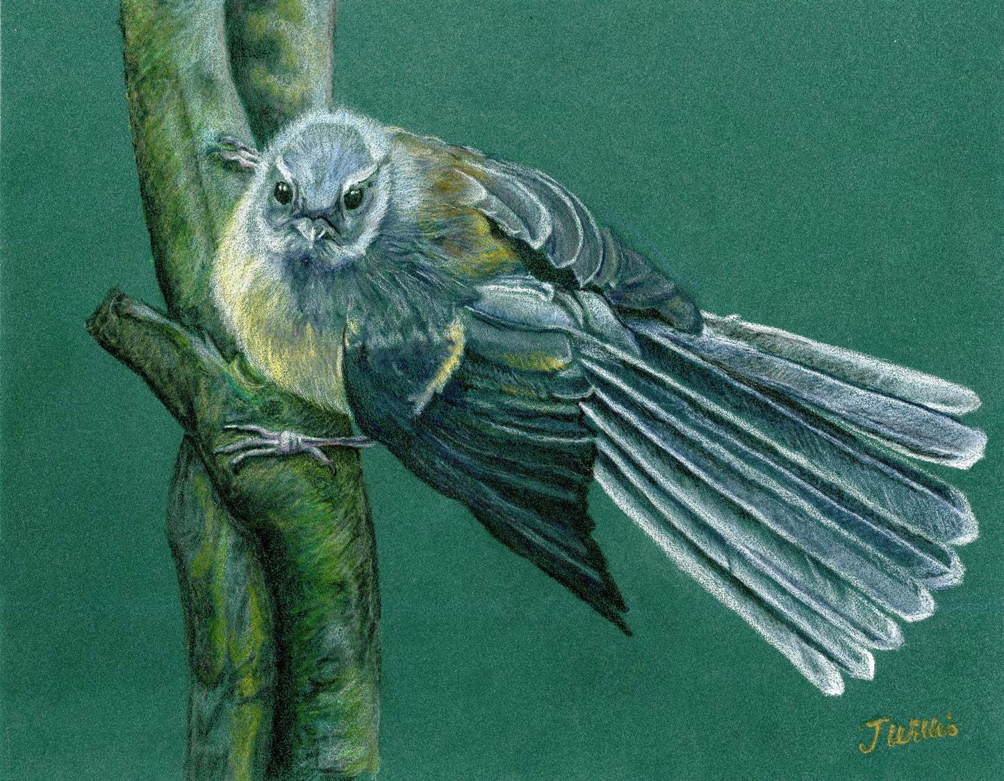 NZ Native Bird - Fantail/Pīwakawaka