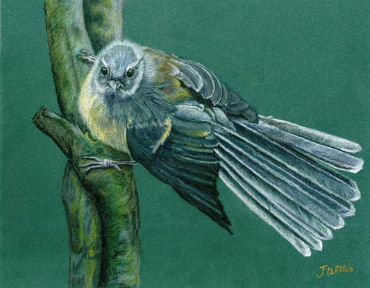 NZ Native Bird - Fantail/Pīwakawaka