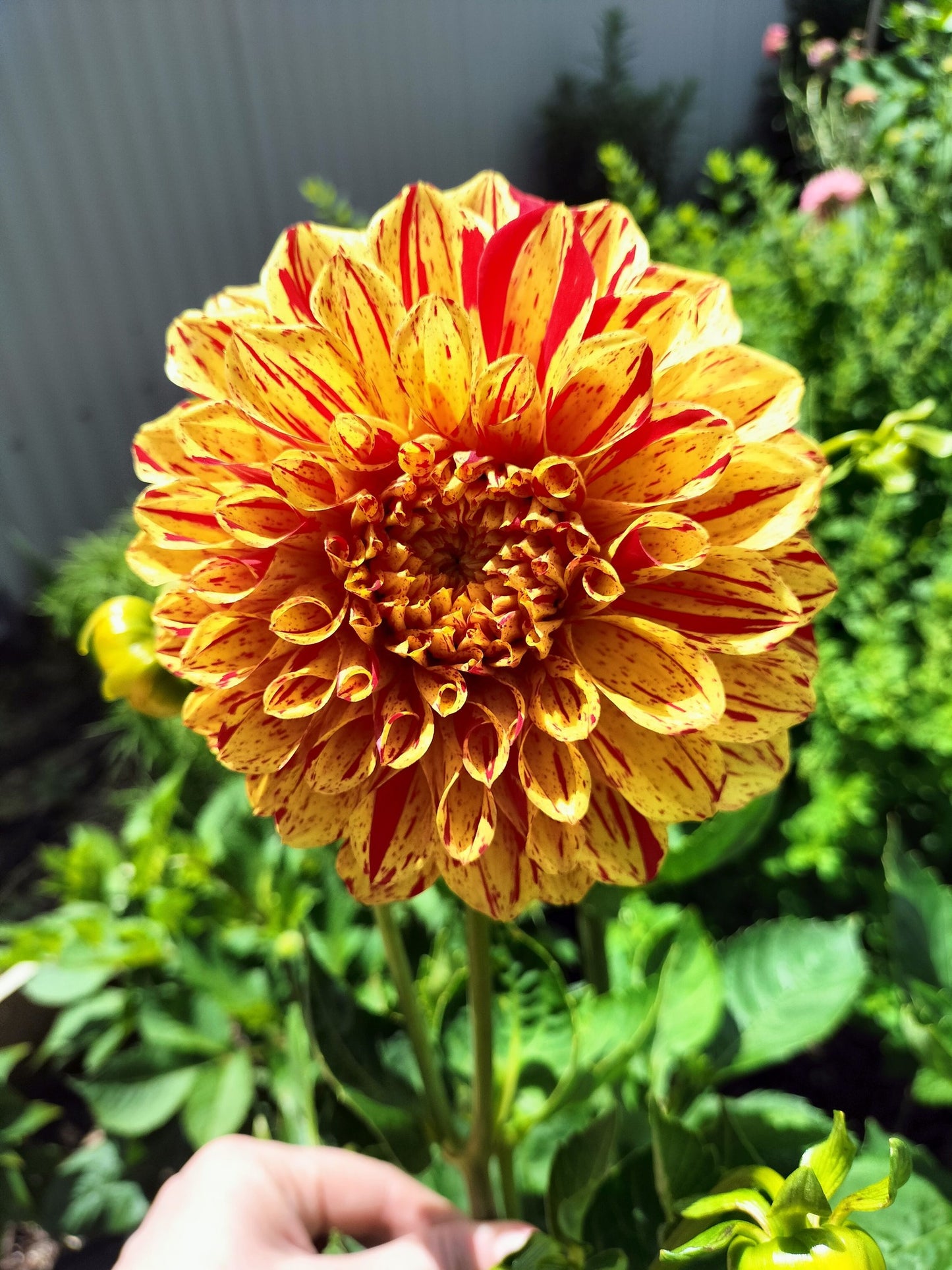 Gloriosa