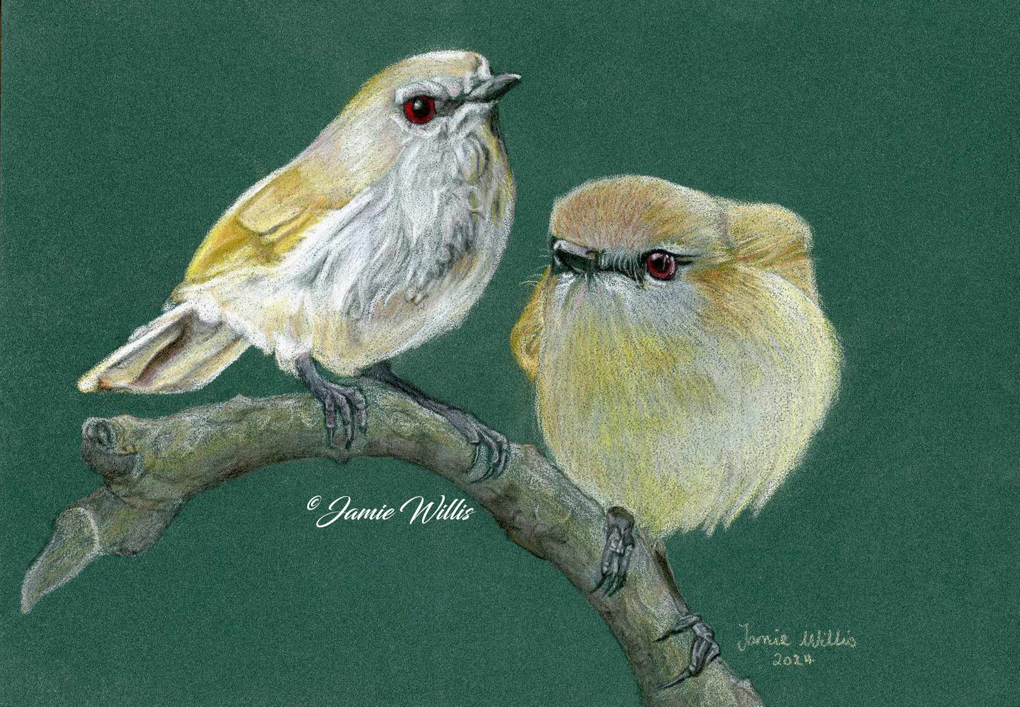 NZ Native Bird - Grey Warblers/Riroriro