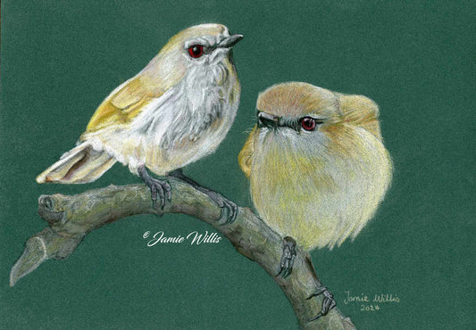 NZ Native Bird - Grey Warblers/Riroriro