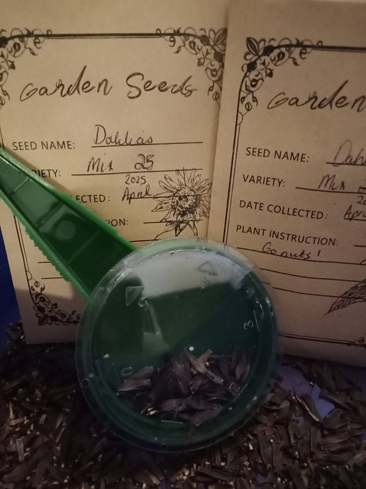 Dahlia Seeds - Mix