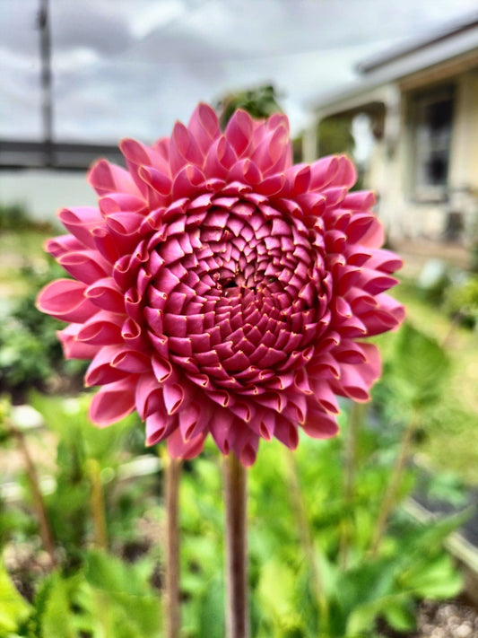 Jowey Winnie Cutting