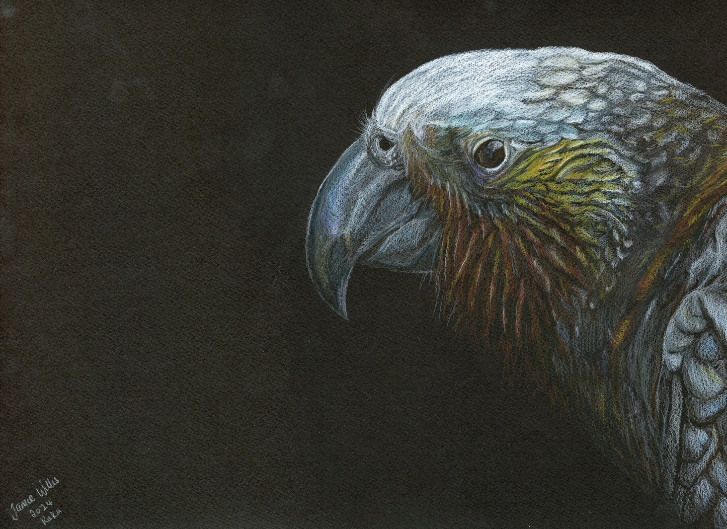 Greetings Cards NZ Native birds - individual
