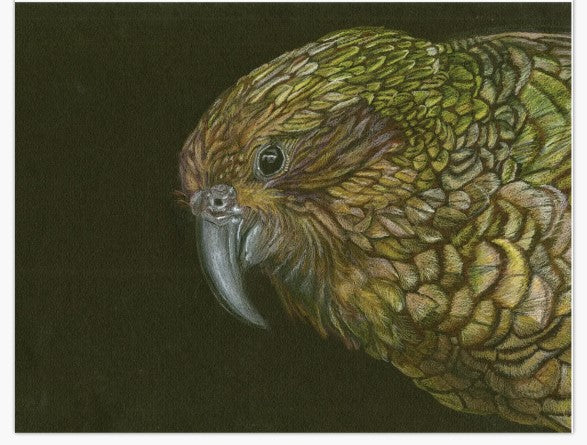 Greetings Cards NZ Native birds - individual