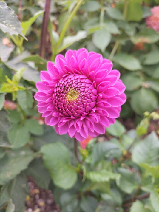 Mary's Jomanda