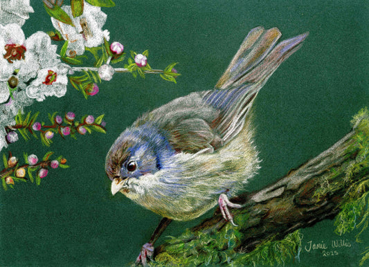 NZ Native Bird - Brown Creeper/Pipipi