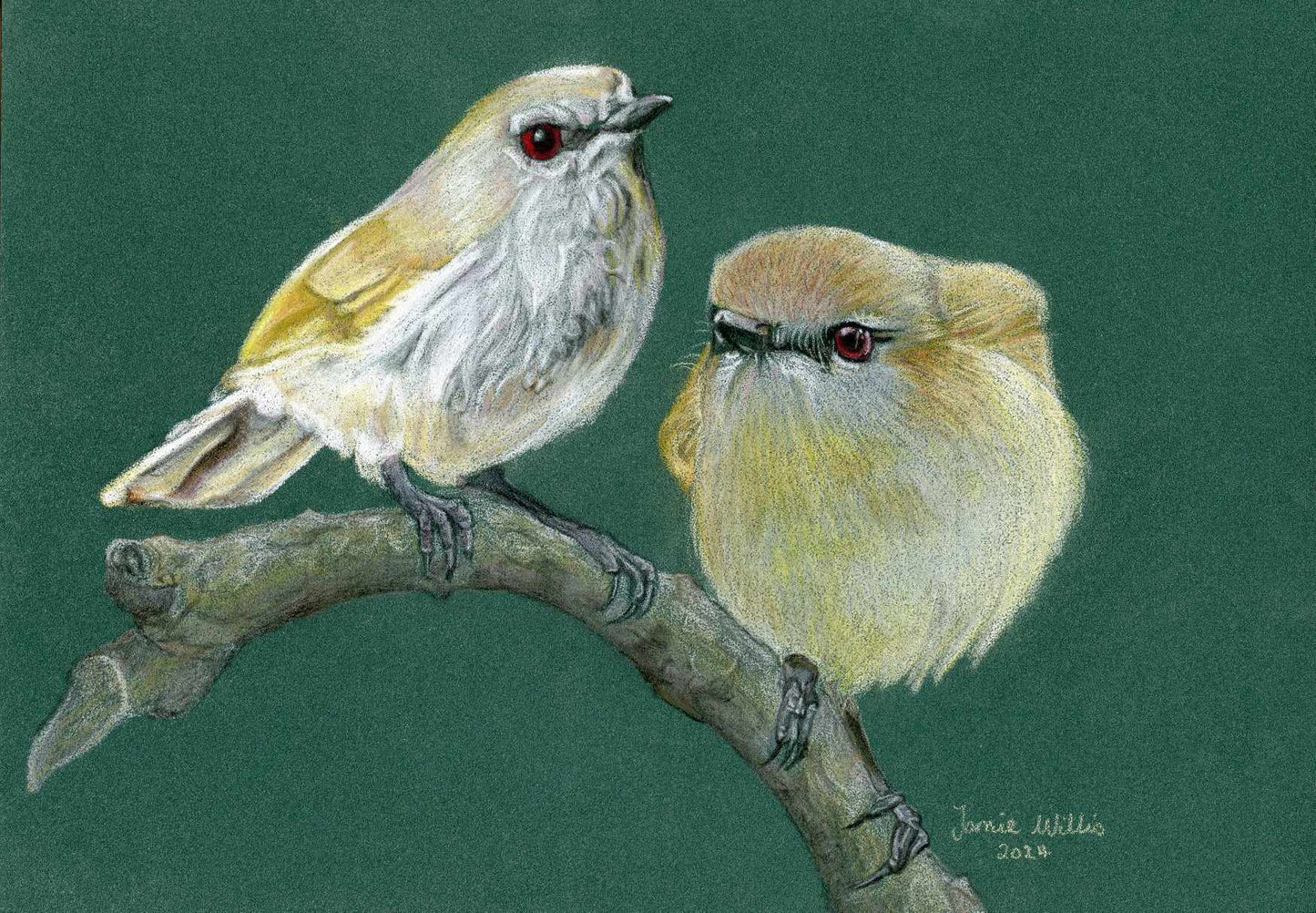 Greetings Cards NZ Native birds - individual