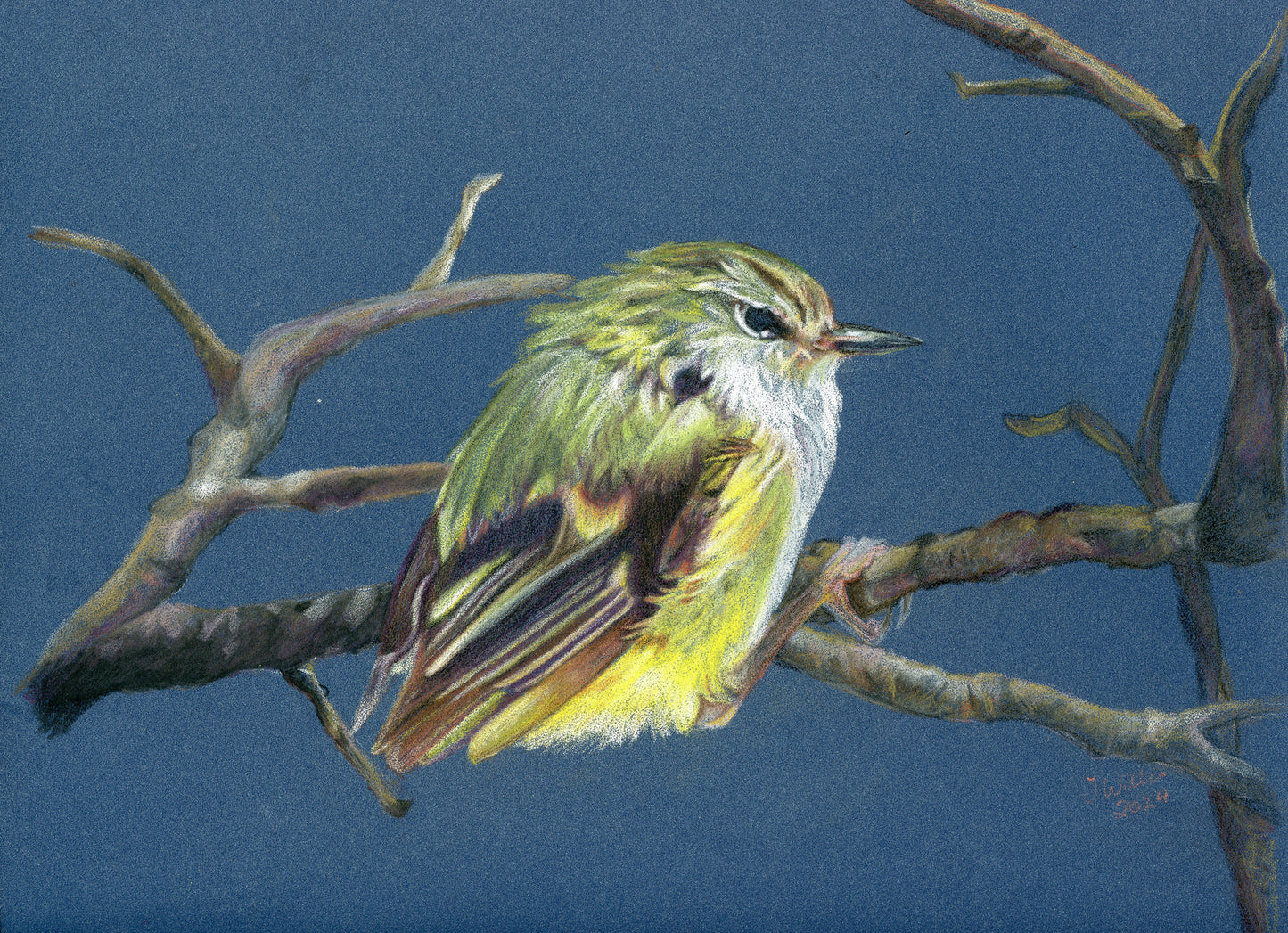 Greetings Cards NZ Native birds - individual