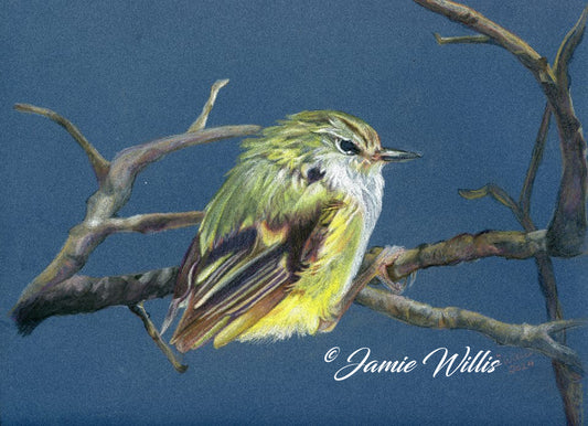 NZ Native Bird - Rifleman/Tītitipounamu