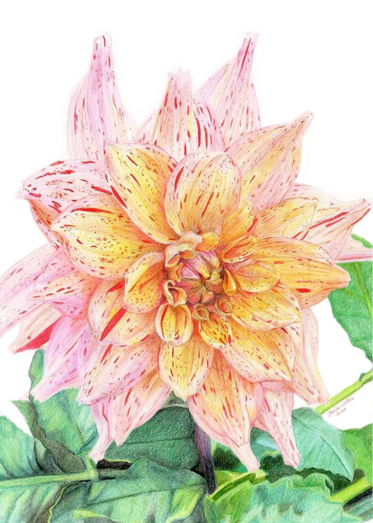 Dahlia - Nonette Print