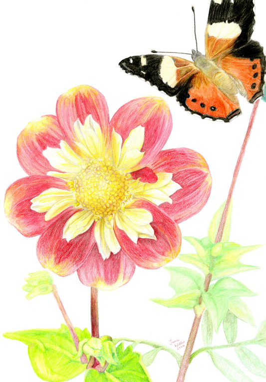 Dahlia - Pooh + Red Admiral Butterfly Print