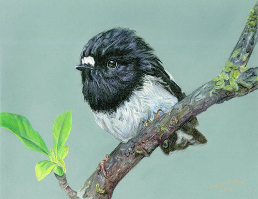 NZ Native Bird - North Island Tomtit/Miromiro