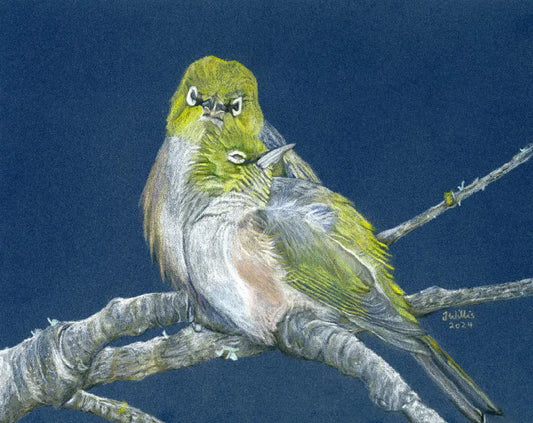 NZ Native Bird - Silvereyes/Tauhou