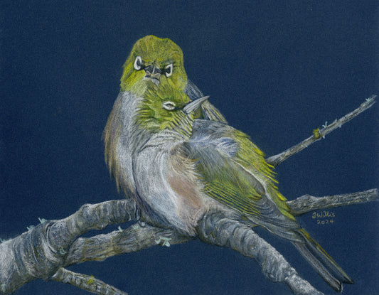 NZ Native Bird - Silvereyes/Tauhou