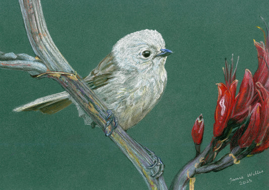 NZ Native Bird - Whitehead/Popokotea