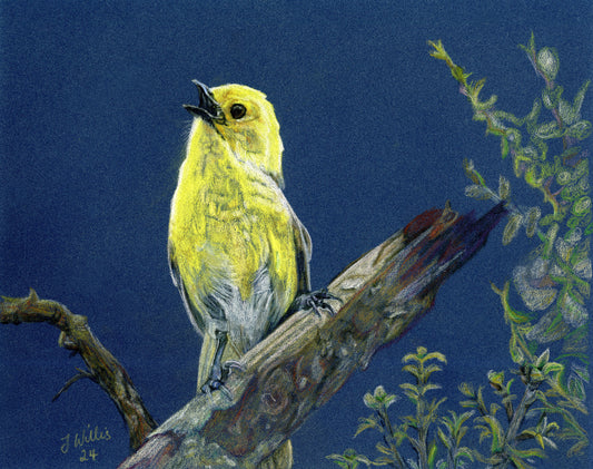 NZ Native Bird - Yellowhead/Mohua
