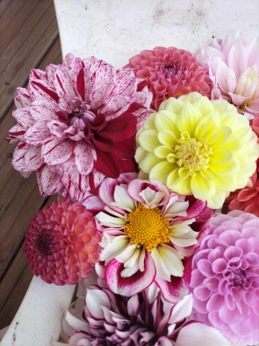 Dahlias only posy